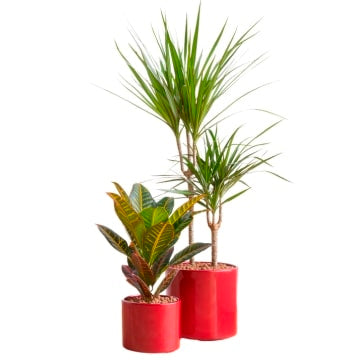 Artificial Plants & Trees